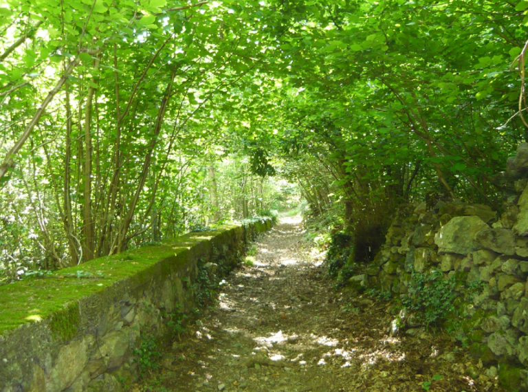 Montalto Dora, alla scoperta del bosco ballerino