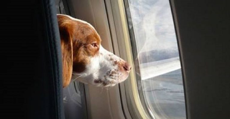Cane in aereo