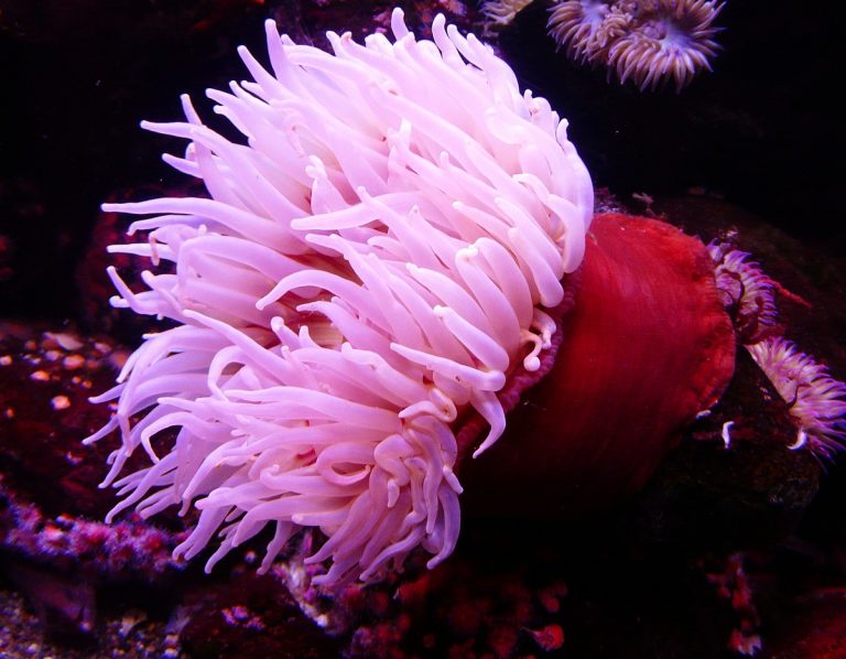 anemoni di mare