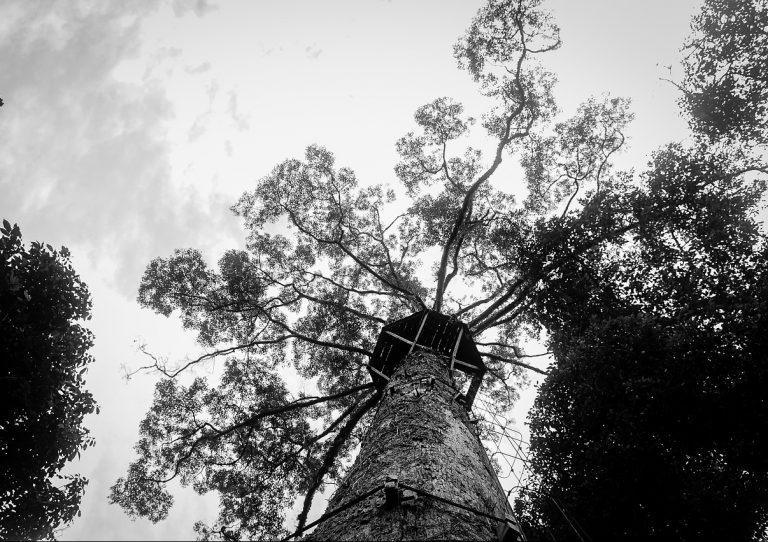 case sull'albero