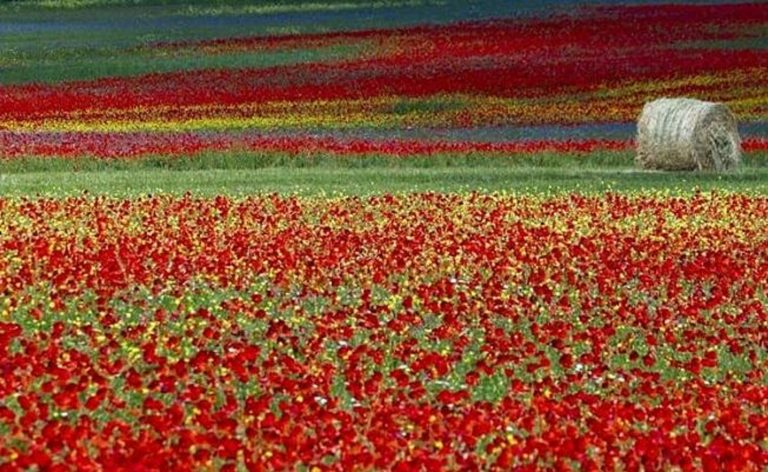 Fioritura di Castelluccio: quando avviene e cosa è