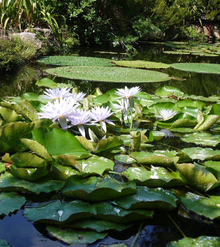 giardini la mortella