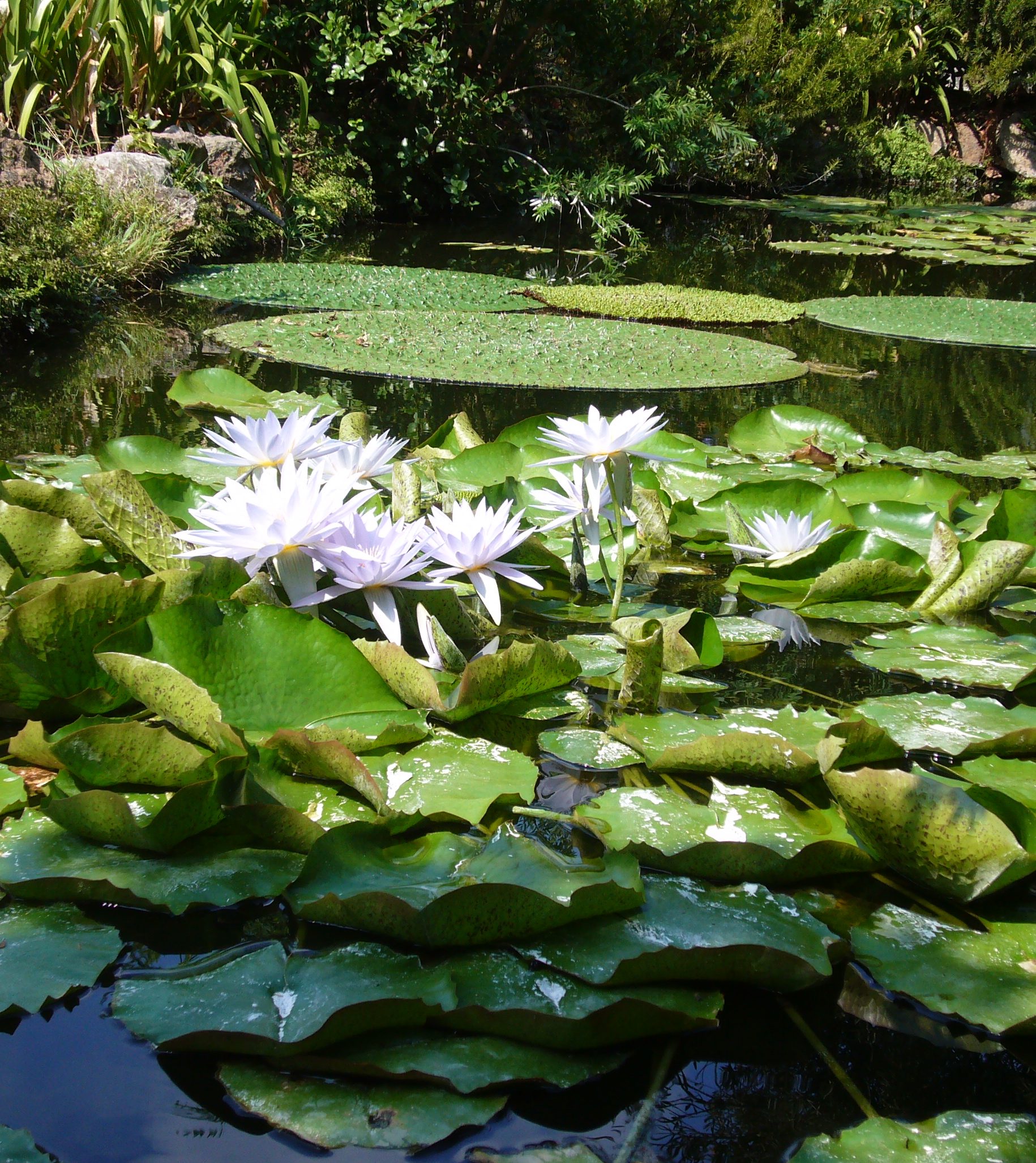 giardini la mortella