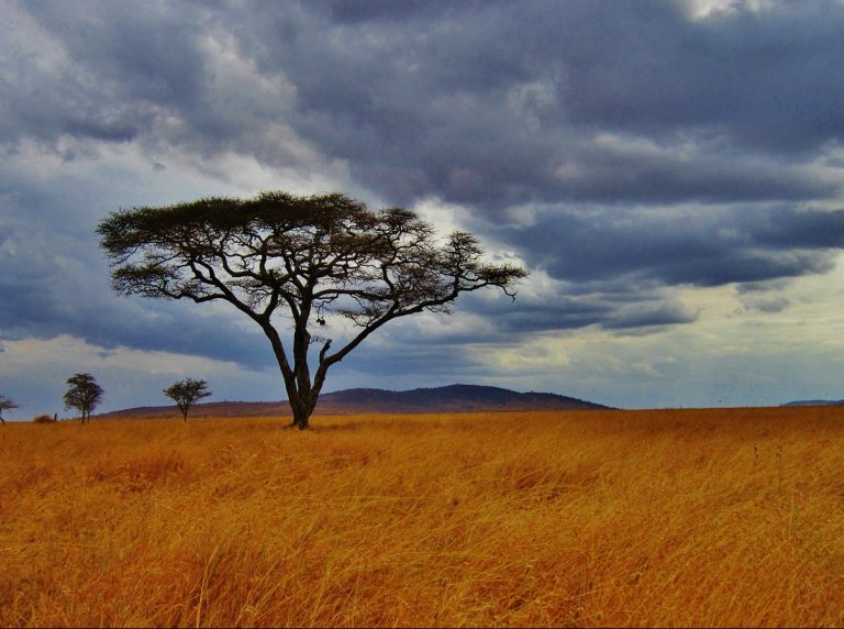 safari in tanzania