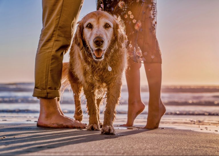 spiagge per cani