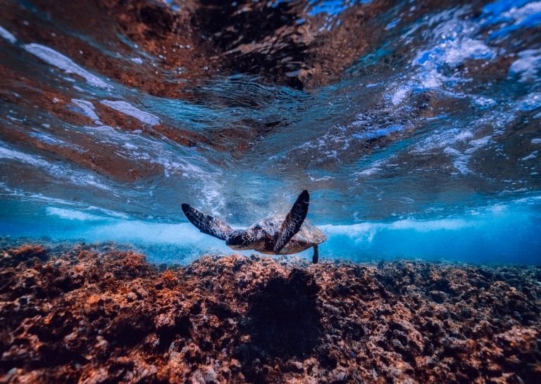 tartarughe marine