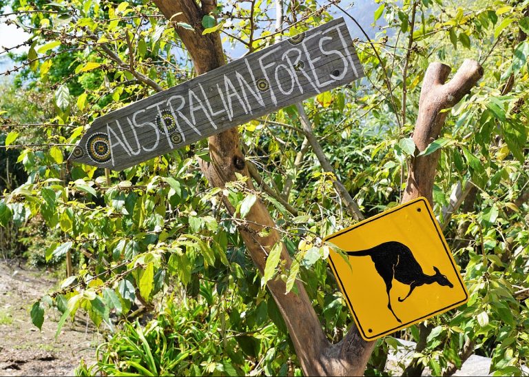 animali in australia