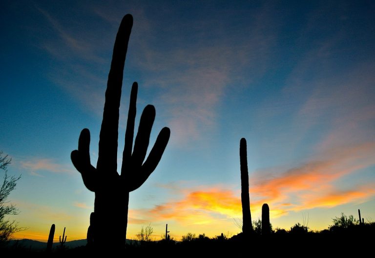 cactus deserto americano