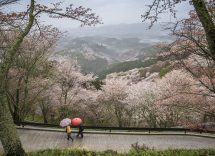 cosa vedere a nara in un giorno