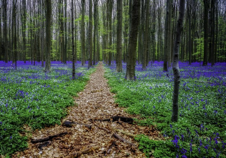 foresta blu