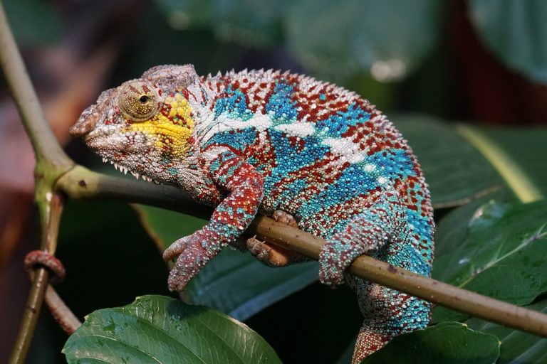 madagascar cosa vedere con i bambini