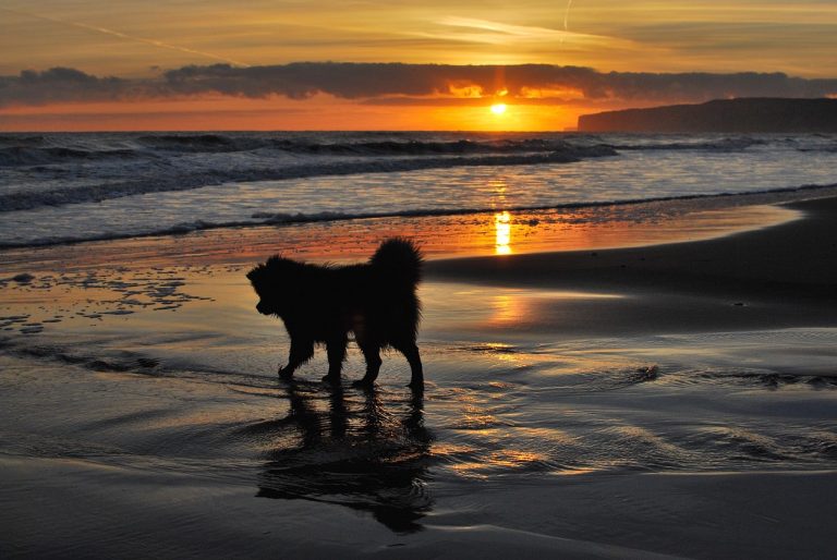 porto cesareo spiagge per cani