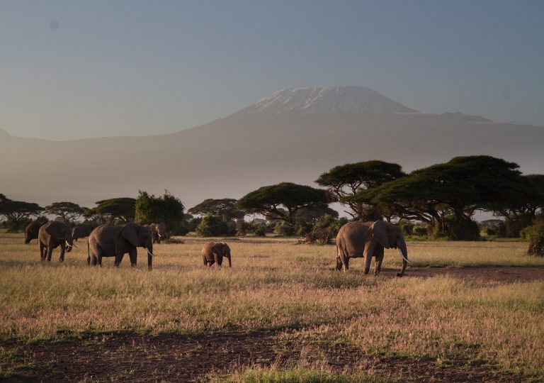 savana africana