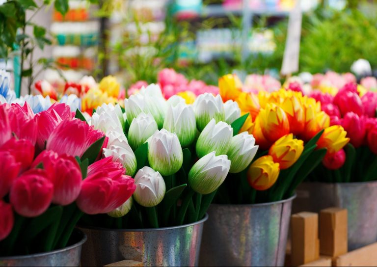 semi di tulipano