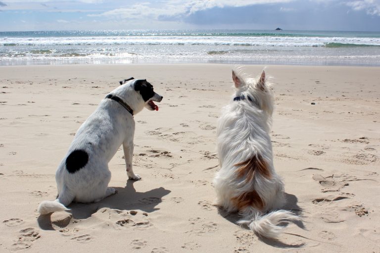 sicilia spiagge per cani