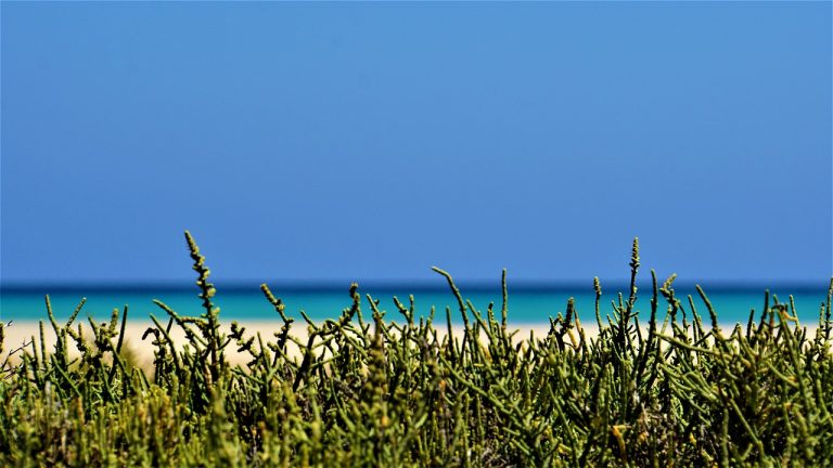 fuerteventura spiagge gay