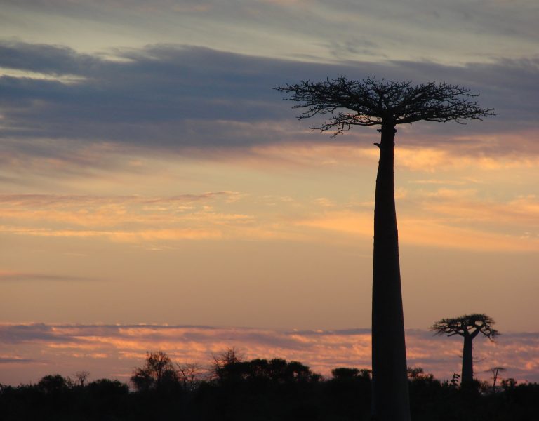 madagascar cosa fare la sera