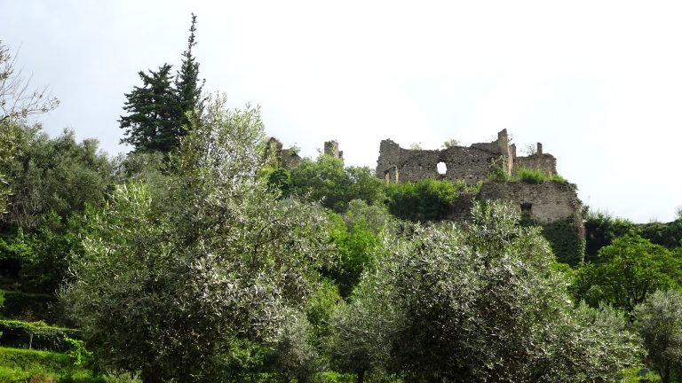 degustazione olio in liguria