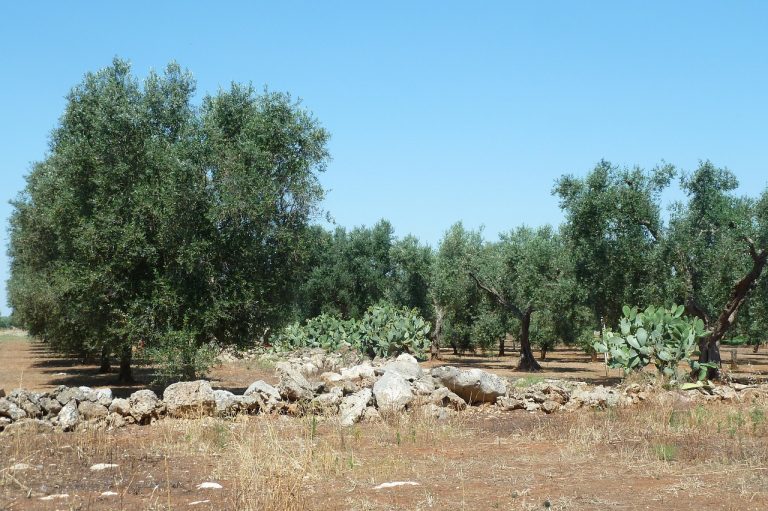degustazione olio nel salento