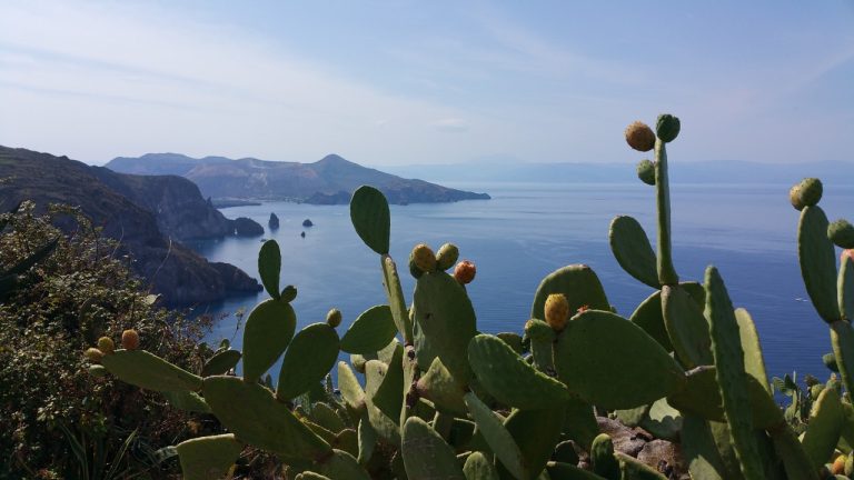 fichi d'india sicilia