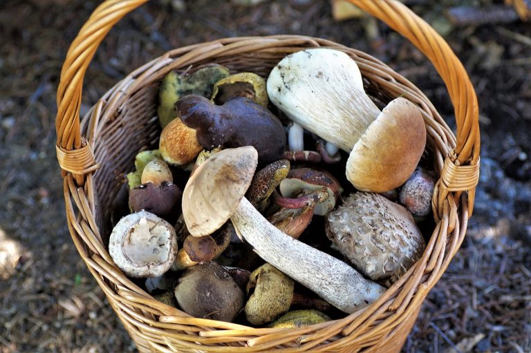 raccolta funghi di settembre