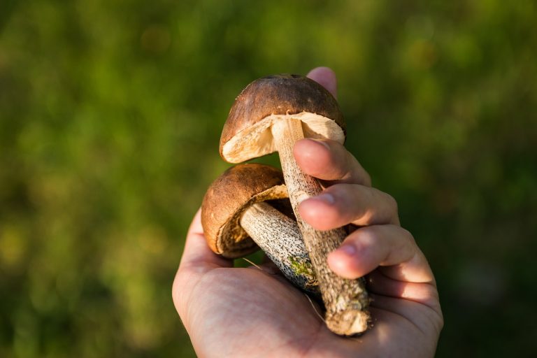 raccolta funghi liguria