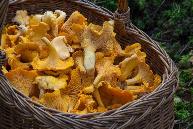 raccolta funghi toscana