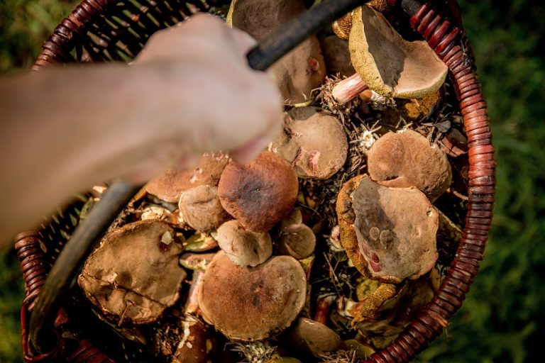 raccolta funghi trentino
