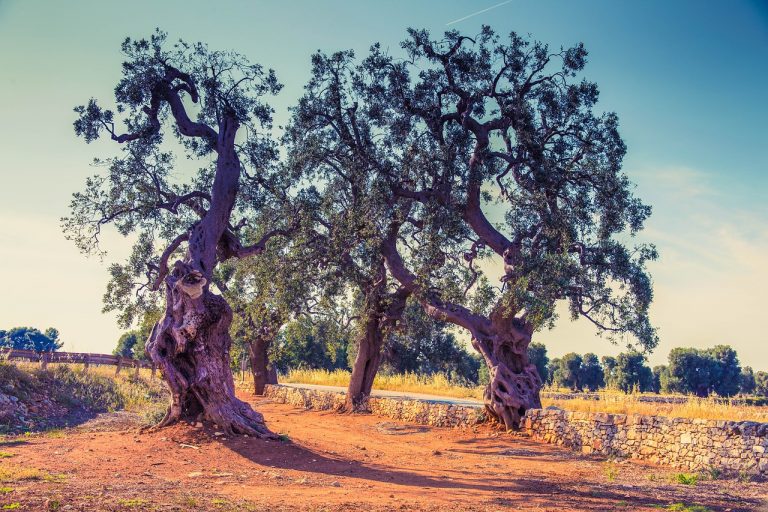 uliveti in puglia