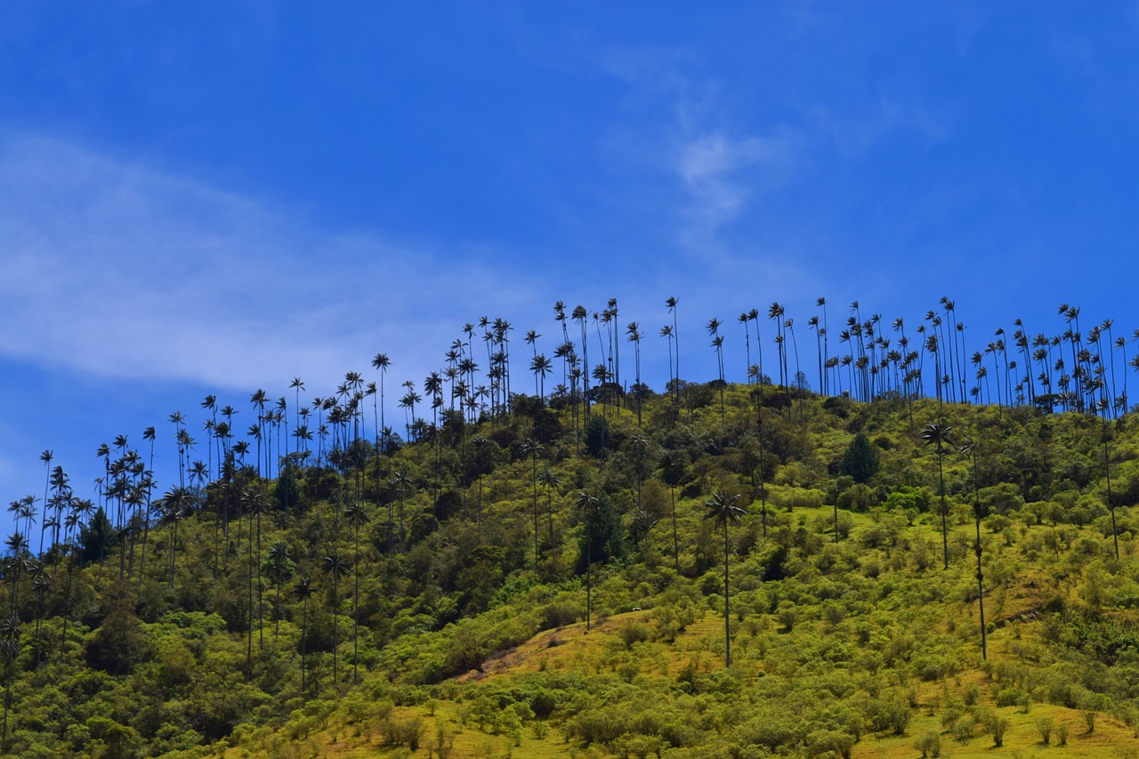 valle del Cocora