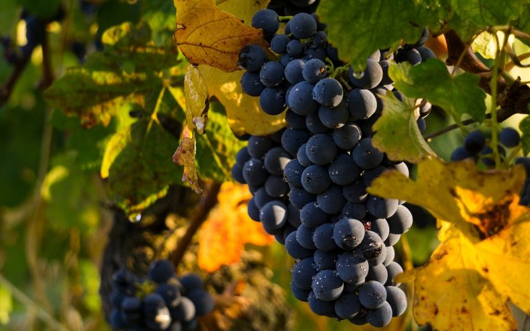 vendemmia di settembre