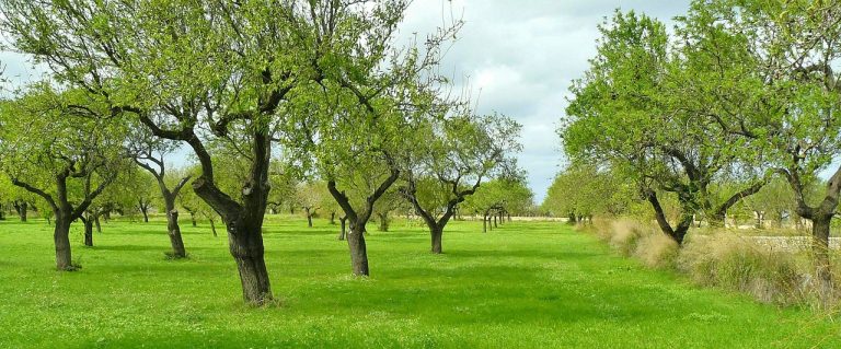 visita agli uliveti