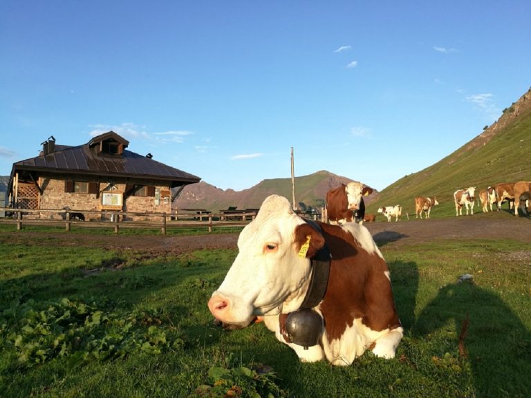 formai dal mont a tassullo