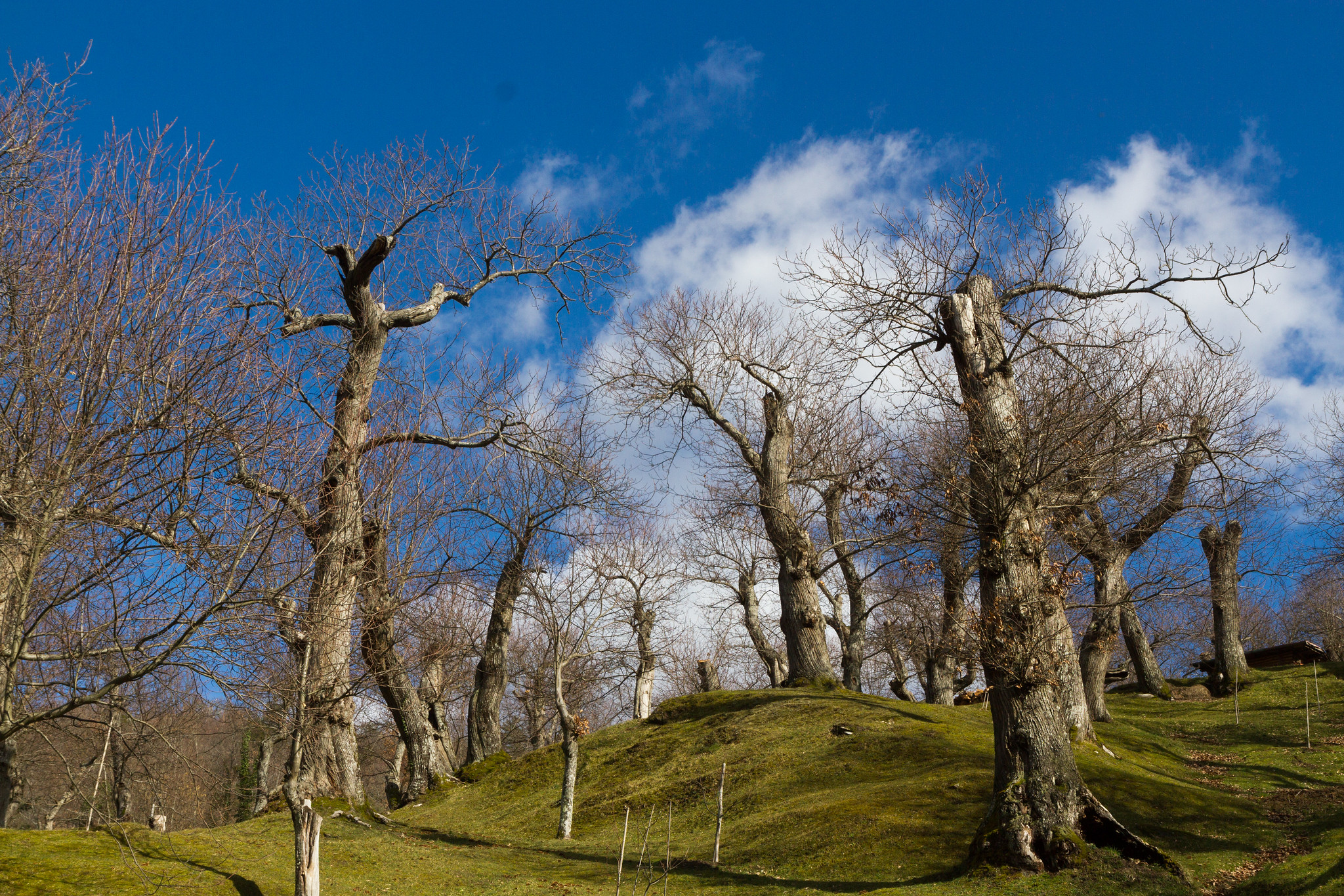 Palazzuolo sul Senio