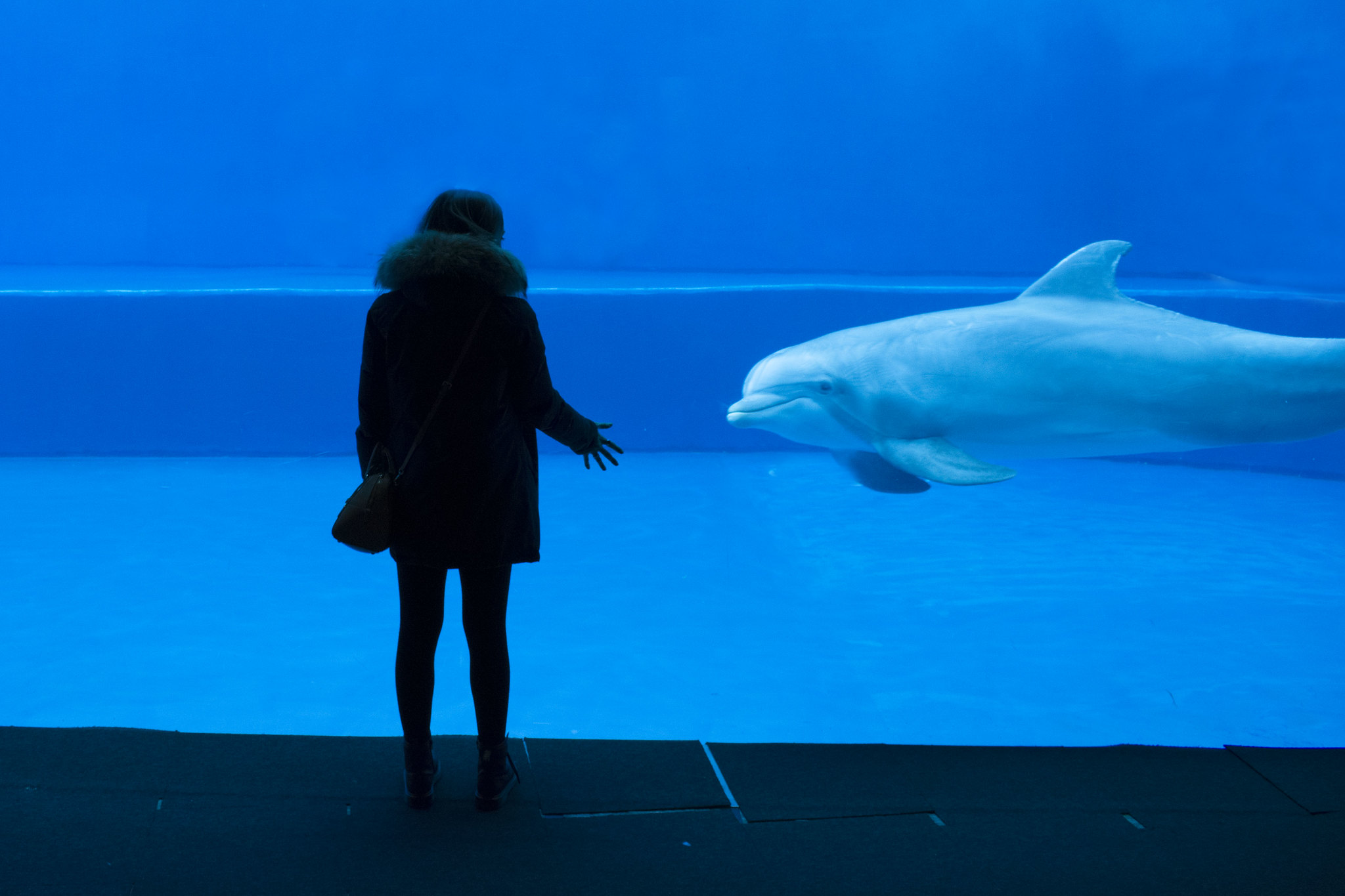 primo dell'anno all'acquario di genova