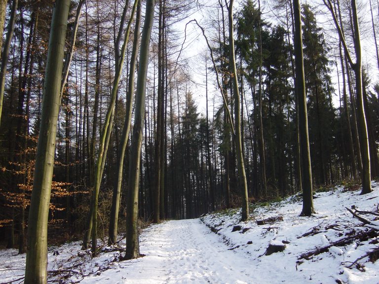Mercatini di Natale nella Foresta Nera 2019