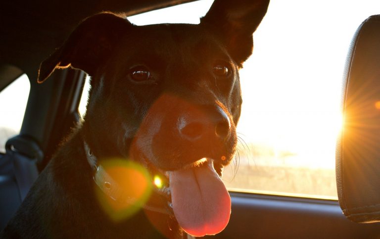 cani antistress paura di volare