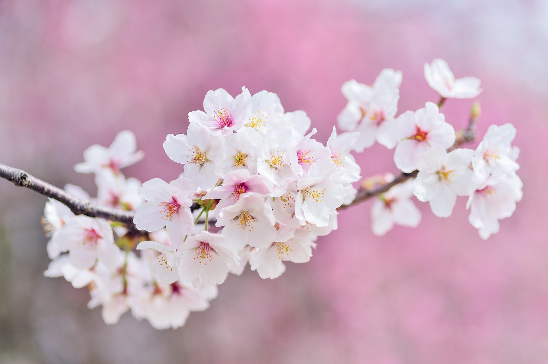 Festa dei ciliegi in fiore Vignola 2020