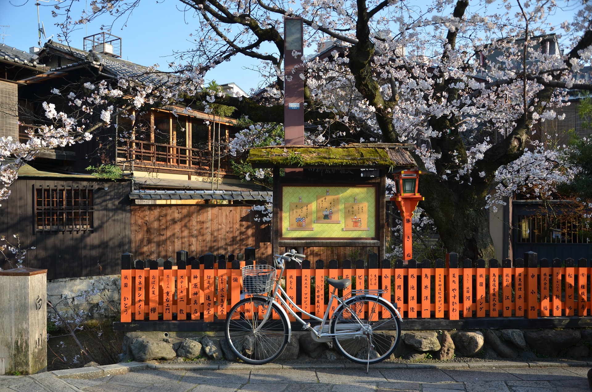 kyoto sakura