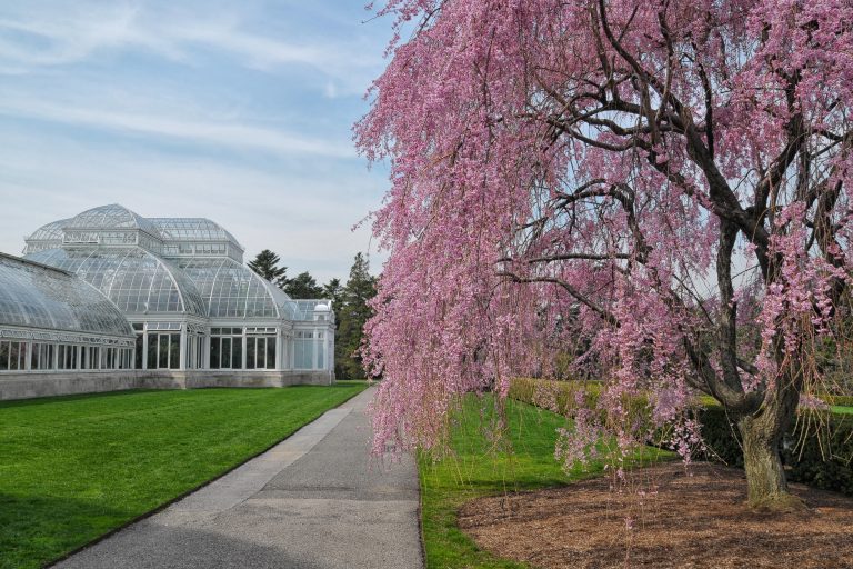 giardino botanico new york: lo spettacolo delle orchidee