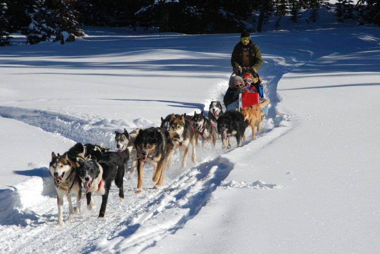 giro in slitta con husky
