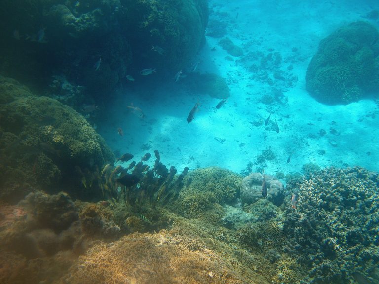 barriera corallina polinesia francese