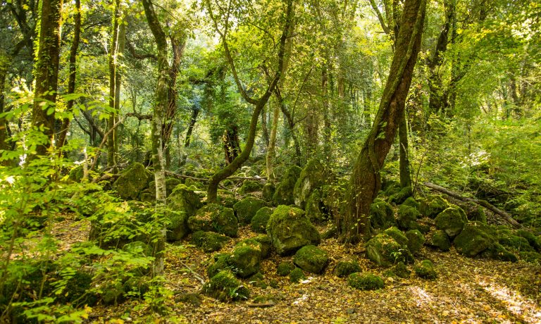 bosco del sasseto, acquapendente