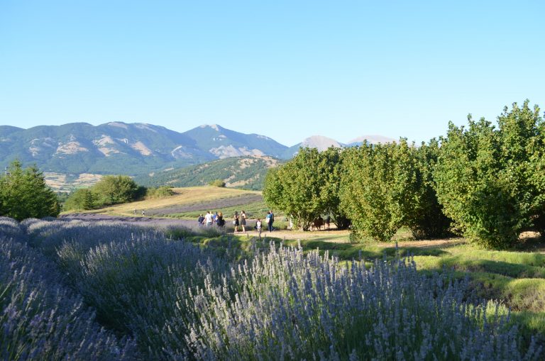 campo della lavanda a campotenese