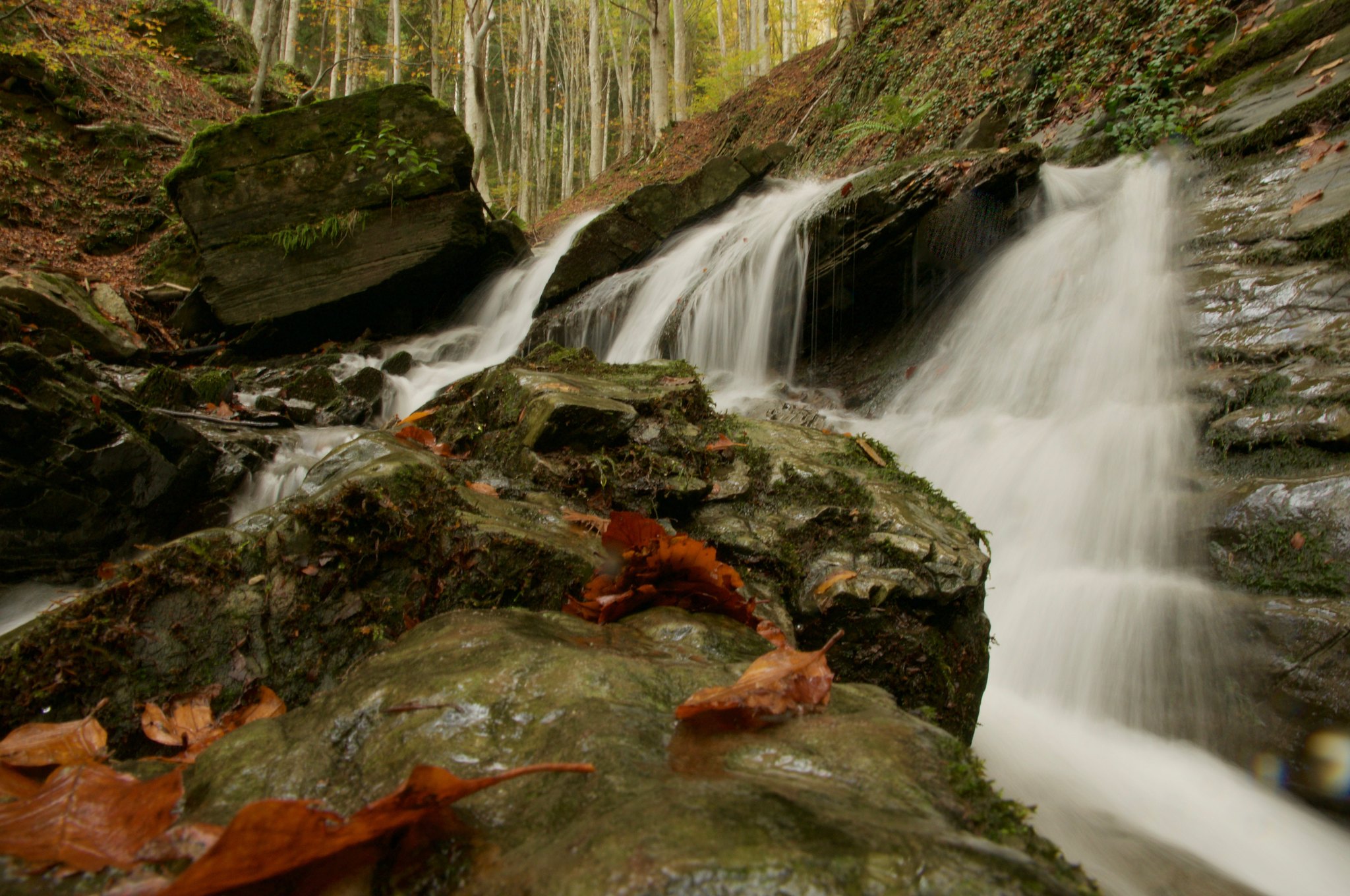 foreste casentinesi dove si trovano