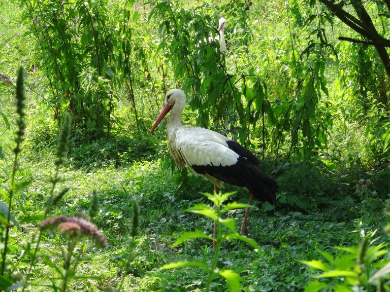 parco delle cicogne colmar