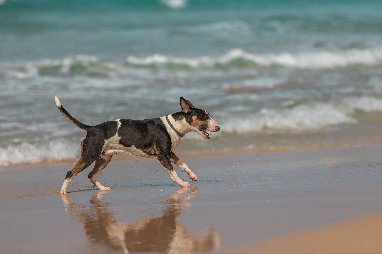 gabicce spiagge per cani