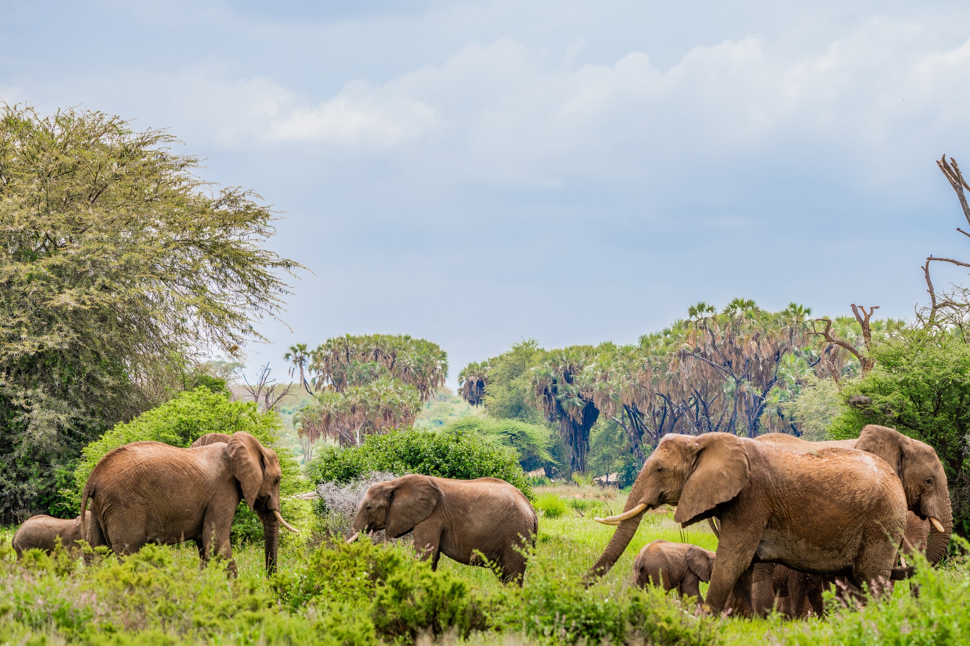 riserva samburu kenya