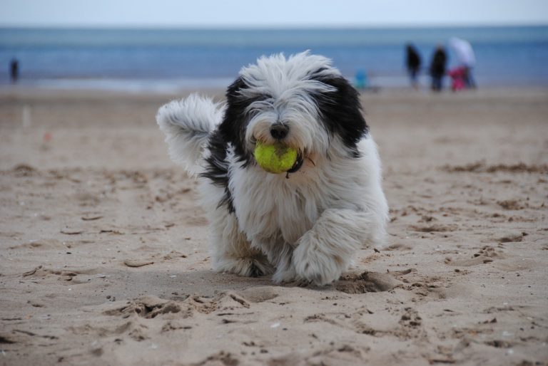 olbia spiagge per cani