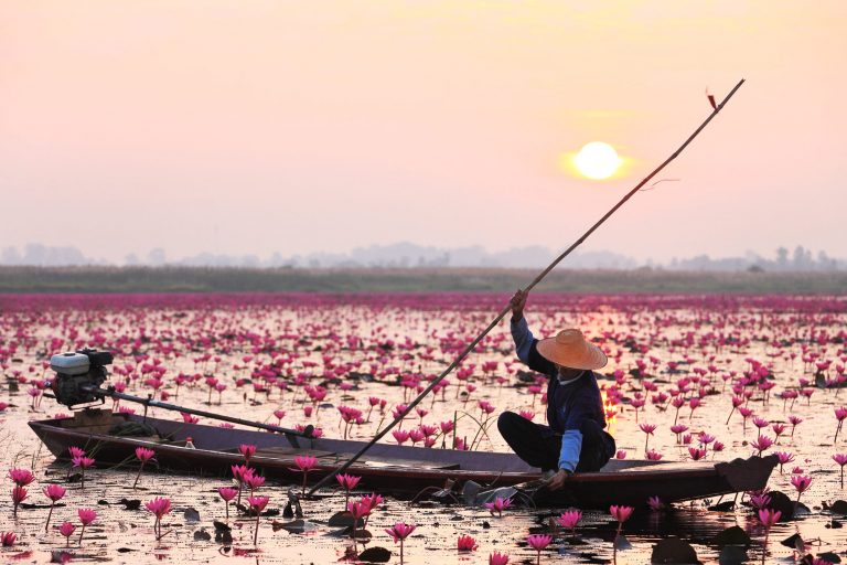 thailandia lago fiori di loto